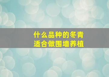 什么品种的冬青适合做围墙养植