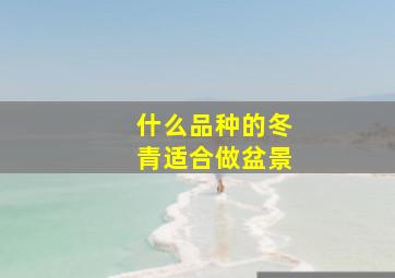 什么品种的冬青适合做盆景