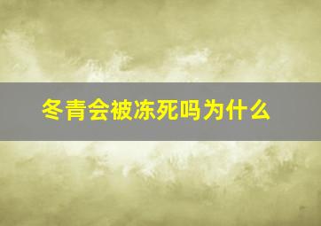 冬青会被冻死吗为什么