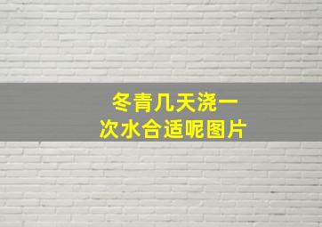 冬青几天浇一次水合适呢图片