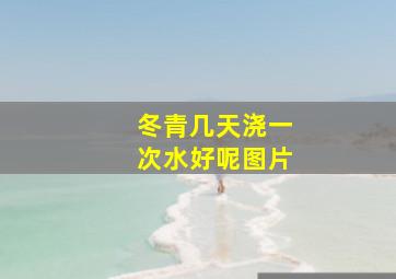 冬青几天浇一次水好呢图片