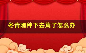 冬青刚种下去蔫了怎么办