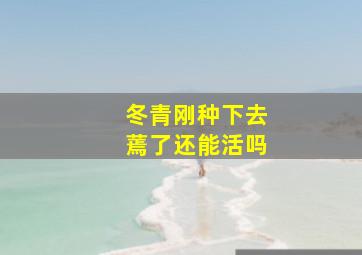 冬青刚种下去蔫了还能活吗