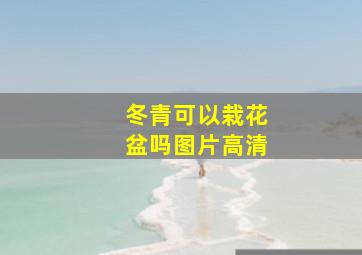 冬青可以栽花盆吗图片高清