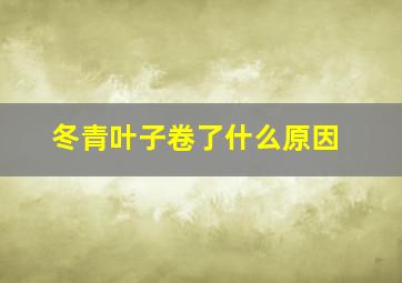 冬青叶子卷了什么原因