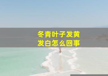 冬青叶子发黄发白怎么回事