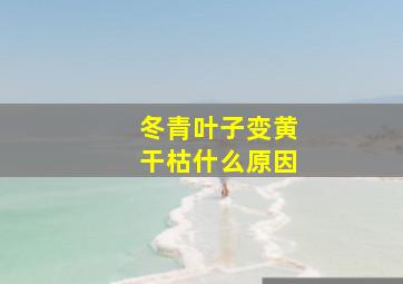 冬青叶子变黄干枯什么原因