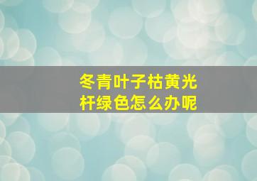 冬青叶子枯黄光杆绿色怎么办呢