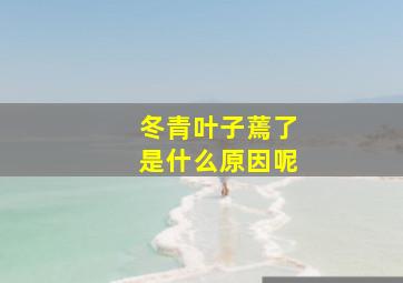 冬青叶子蔫了是什么原因呢