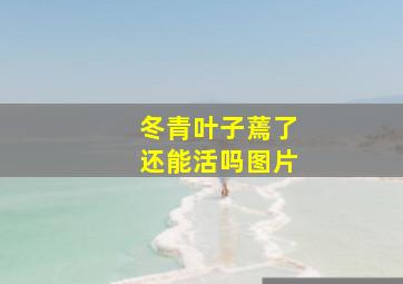 冬青叶子蔫了还能活吗图片