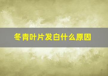 冬青叶片发白什么原因