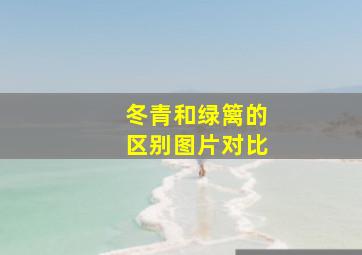 冬青和绿篱的区别图片对比