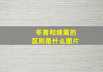 冬青和绿篱的区别是什么图片