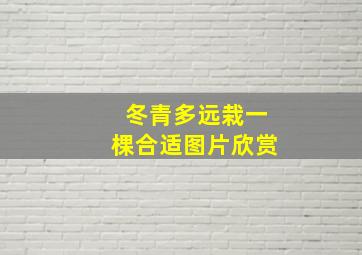 冬青多远栽一棵合适图片欣赏