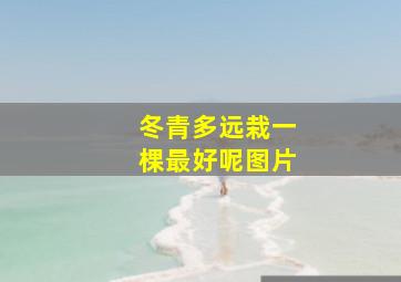 冬青多远栽一棵最好呢图片