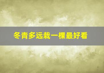 冬青多远栽一棵最好看