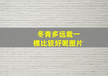 冬青多远栽一棵比较好呢图片