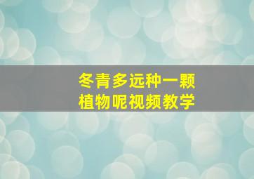 冬青多远种一颗植物呢视频教学