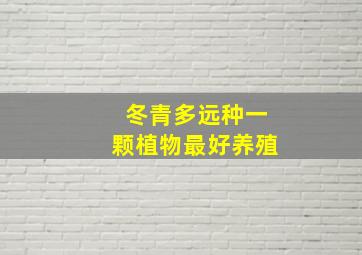 冬青多远种一颗植物最好养殖