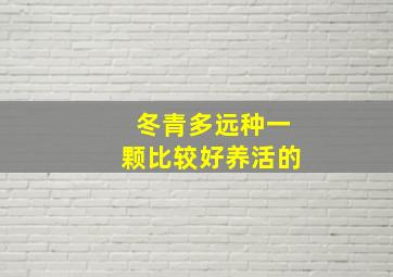 冬青多远种一颗比较好养活的