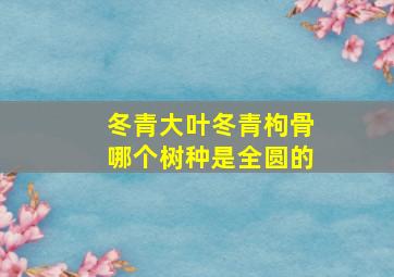 冬青大叶冬青枸骨哪个树种是全圆的