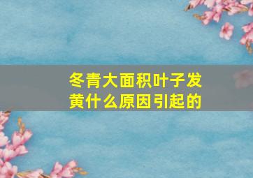 冬青大面积叶子发黄什么原因引起的