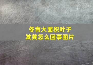 冬青大面积叶子发黄怎么回事图片