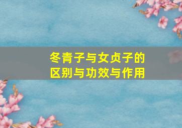 冬青子与女贞子的区别与功效与作用