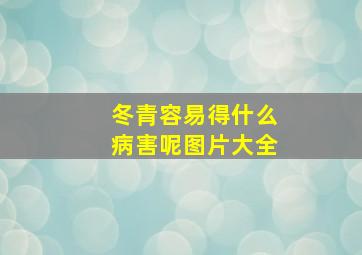 冬青容易得什么病害呢图片大全