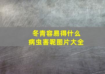 冬青容易得什么病虫害呢图片大全