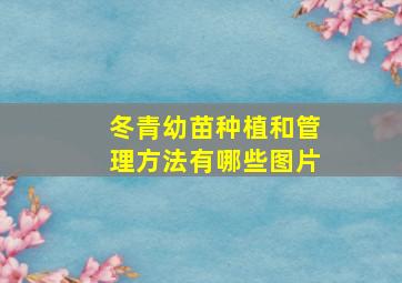 冬青幼苗种植和管理方法有哪些图片