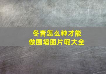 冬青怎么种才能做围墙图片呢大全