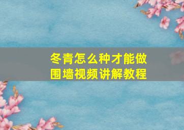 冬青怎么种才能做围墙视频讲解教程