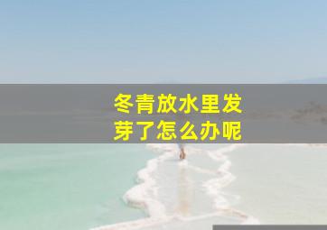 冬青放水里发芽了怎么办呢