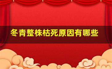 冬青整株枯死原因有哪些