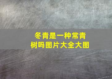 冬青是一种常青树吗图片大全大图