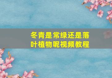 冬青是常绿还是落叶植物呢视频教程