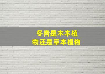 冬青是木本植物还是草本植物