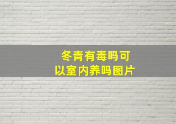 冬青有毒吗可以室内养吗图片