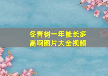 冬青树一年能长多高啊图片大全视频