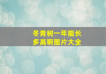 冬青树一年能长多高啊图片大全