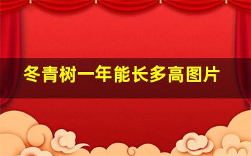 冬青树一年能长多高图片