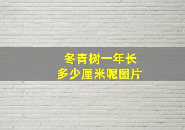 冬青树一年长多少厘米呢图片