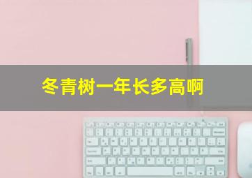 冬青树一年长多高啊