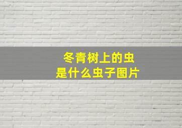 冬青树上的虫是什么虫子图片