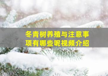 冬青树养殖与注意事项有哪些呢视频介绍