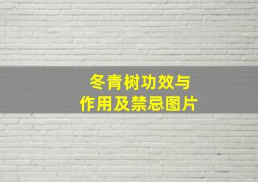 冬青树功效与作用及禁忌图片