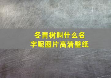 冬青树叫什么名字呢图片高清壁纸