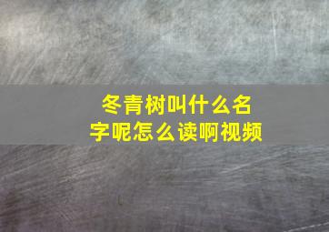 冬青树叫什么名字呢怎么读啊视频