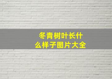 冬青树叶长什么样子图片大全